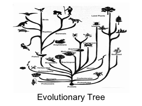 Evolution powerpoint