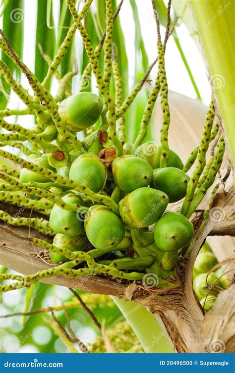 Baby Green Cocnut At Tree Stock Photo Image Of Background 20496500