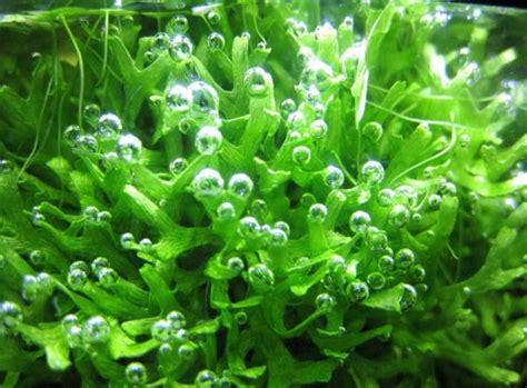 Riccia fluitans/ Риччия флуитанс