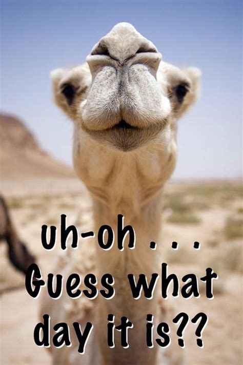 1000 Images About Hump Day On Pinterest Aladdin Baseball Jerseys