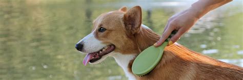 How To Get Your Dog To Stop Shedding So Much