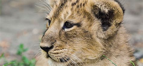 Zoo Di Schönbrunn Biglietti Orari E Info Utili