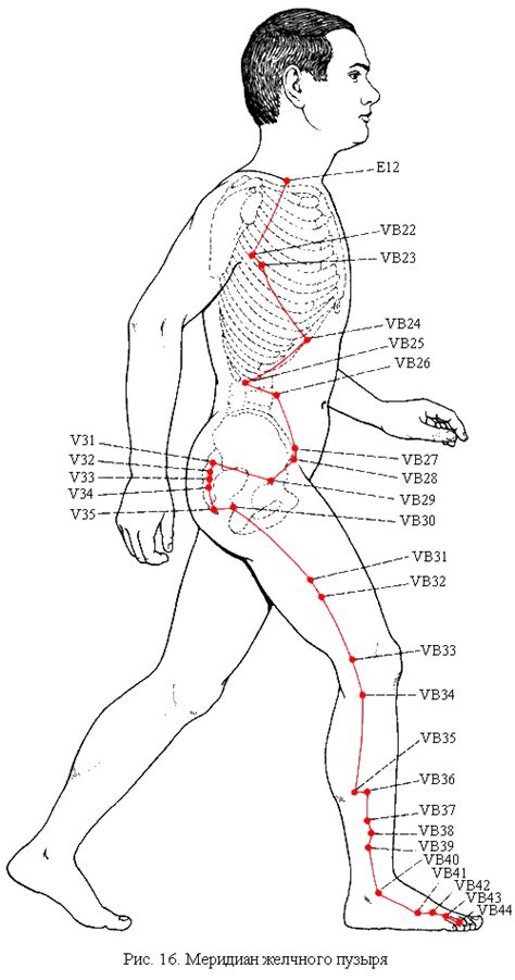 12 Meridians Of Chinese Medicine Artofit