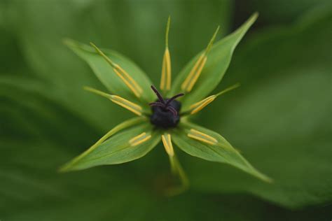 Paris Quadrifolia Vierbl Ttrige Einbeere Augenkraut Teufelsauge