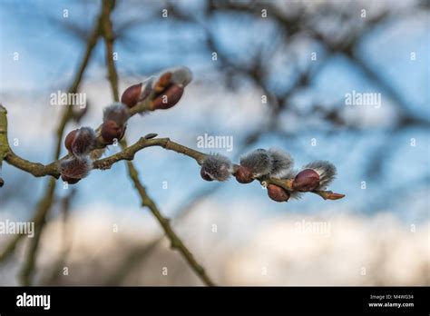 Nice Fresh Flowering Pussy Willow Branches In Early Spring Spring Grass On Background Blue Sky