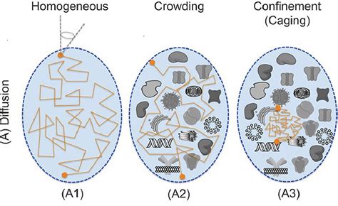 Study Of Diffusion In Confined Nanospace Semantic Scholar