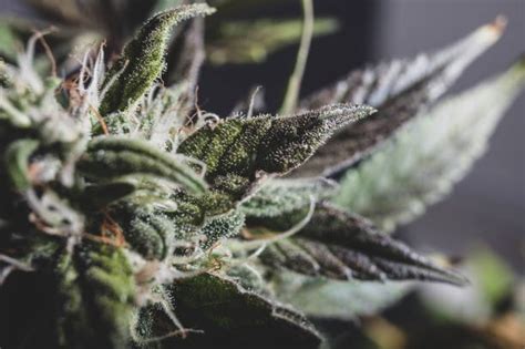 Gelato Genetics and Cultivation Techniques: Best Practices for ...