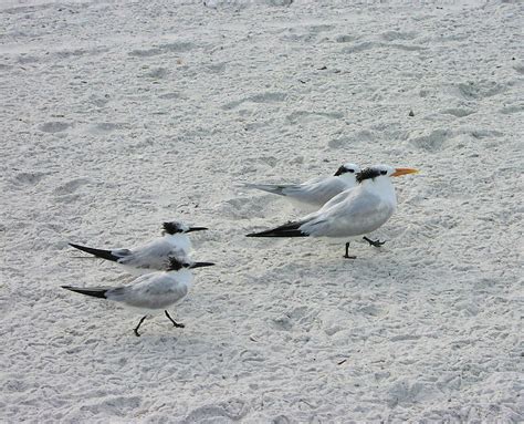 Sandwich Terns Photograph By Mike Martin Fine Art America