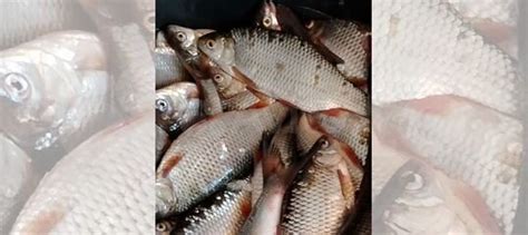 Рыба купить в Черемхово | Товары для дома и дачи | Авито