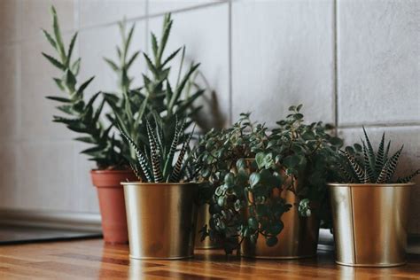 The 7 Best Houseplants For Beginners