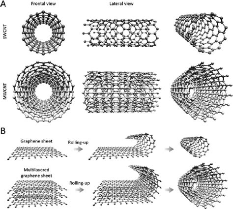 Comparison between SWCNTs and MWCNTs. (A) 3D representations of SWCNTs... | Download Scientific ...