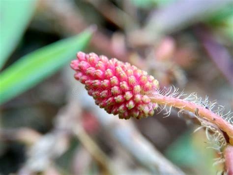 Mimose Pudica Rief Auch Schamhafte Sinnpflanze Schl Frige Fazilit T