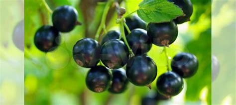 Продам ягоды черной смородины купить в Сыктывкаре | Товары для дома и ...