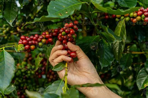 Arabica Coffee Berries With Agriculturist Hands Robusta And Arabica