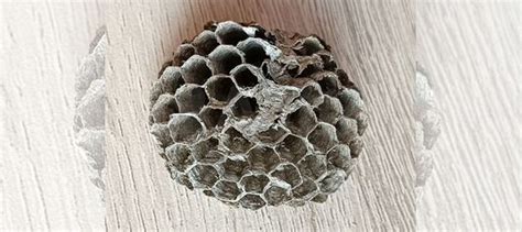 Осиное гнездо для настойки маленькое купить в Ангарске | Хобби и отдых ...