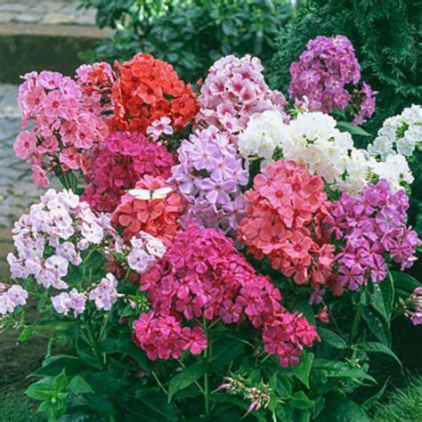 Флокс микс/ Phlox drumondrii mix – Биогардн Магазин за Вашата Градина