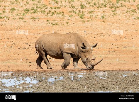 A White Rhino By A Watering Hole In Southern African Savanna Stock