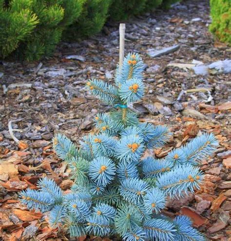 Ель колючая Ольденбург Picea pungens Oldenburg | Питомник Тайга