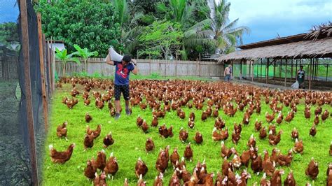 Poultry Farming and Future