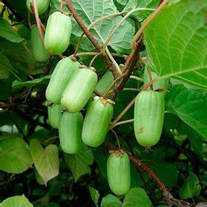 Актинидия коломикта "Вафельная" купить в питомнике растений с доставкой ...