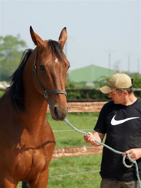 Orlando Sport Haras De L étoile Monte Avril 2011 Guillaume Le Jeune Flickr