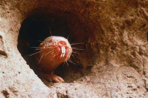 Facts About Naked Mole Rats