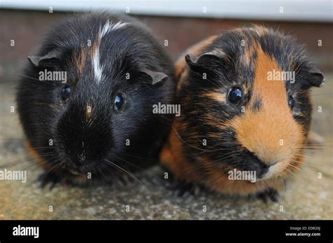 Black Guinea Pigs Hi Res Stock Photography And Images Alamy