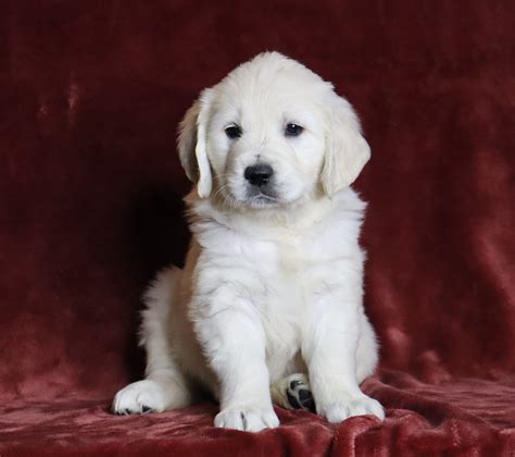 AKC Registered English Cream Golden Retriever For Sale Fredericksburg, – AC Puppies LLC
