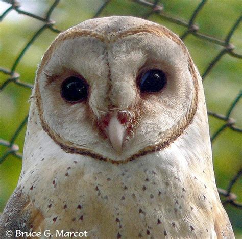 The Owls Plexus - Marcot