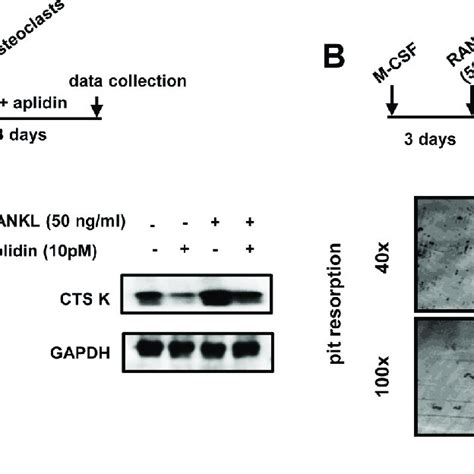Aplidin Decreases The Number And Activity Of Mature Osteoclasts A
