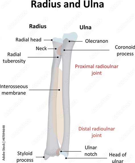 Radius and Ulna Labeled Illustration Stock Illustration | Adobe Stock