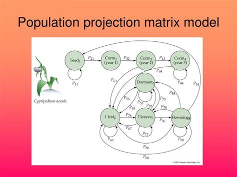 Ppt Demographic Pvas Powerpoint Presentation Free Download Id3359755