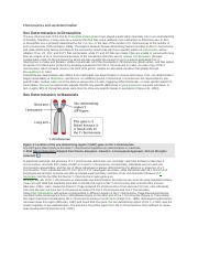 Chromosomes And Sex Determination Docx Chromosomes And Sex Determination Sex Determination In