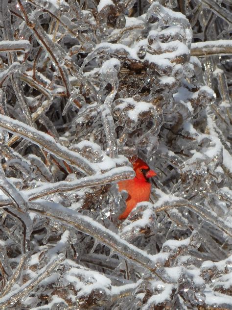 After The Ice Storm A Cardinal Appeared Oc Imgur