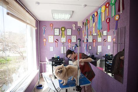 Салон груминга интерьер (76 фото) » НА ДАЧЕ ФОТО