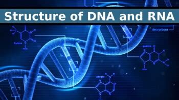 Ib Biology Chapter Dna And Rna Structure By Ib And Myp Resources