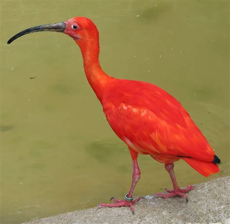 Download free photo of Scarlet ibis,bird,tropical,portrait,wader - from ...