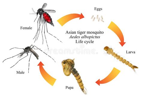 Ciclo De Vida Del Mosquito Fotos de stock Fotos libres de regalías de