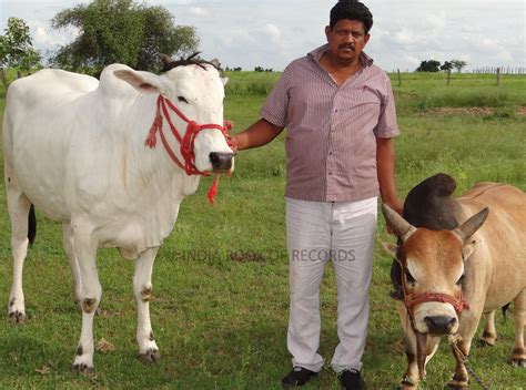 SMALLEST BULL - India Book of Records