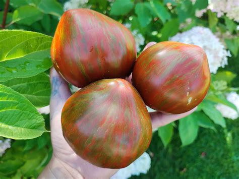 Сердце Беркли Тай Дай (Berkeley Tie Dye Heart) сорт томата – купить за ...