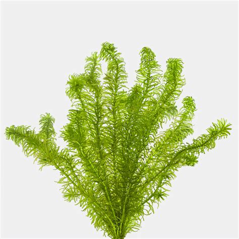 Egeria najas - La Mangrovia - Shop Online