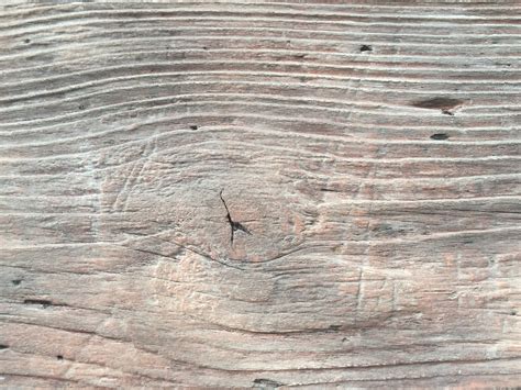 photo tree texture bark texture tree   jooinn