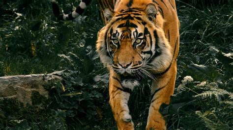 [Animals] This is the Bengal tiger, the huge cat that dominates the ...