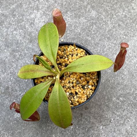 Nepenthes X Alisaputrana Rajah X Burbidgeae Native Exotics