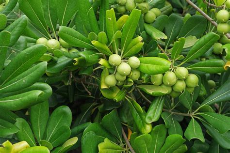 Смолосемянник (107 фото) » НА ДАЧЕ ФОТО