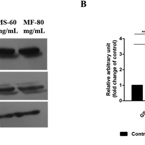 Ms And Mf Honeys Target The Destruction Complex Of The Gsk Catenin