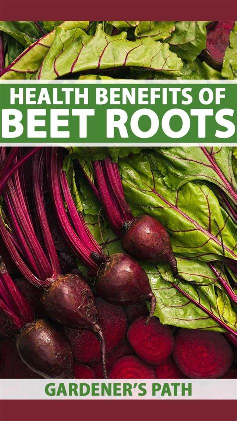 Health benefits of beetroot – Artofit