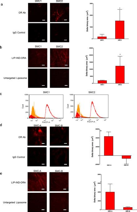 In Vitro Characterization Of Oxytocin Receptor OR Expression And