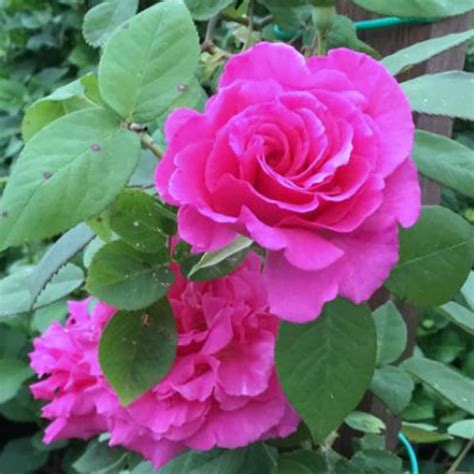Rosa ‘Zephirine Drouhin’ – Pépinière Jasmin