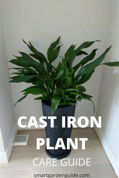 Cast Iron Plant Care Top Tips For Growing And Caring For The Cast Iron